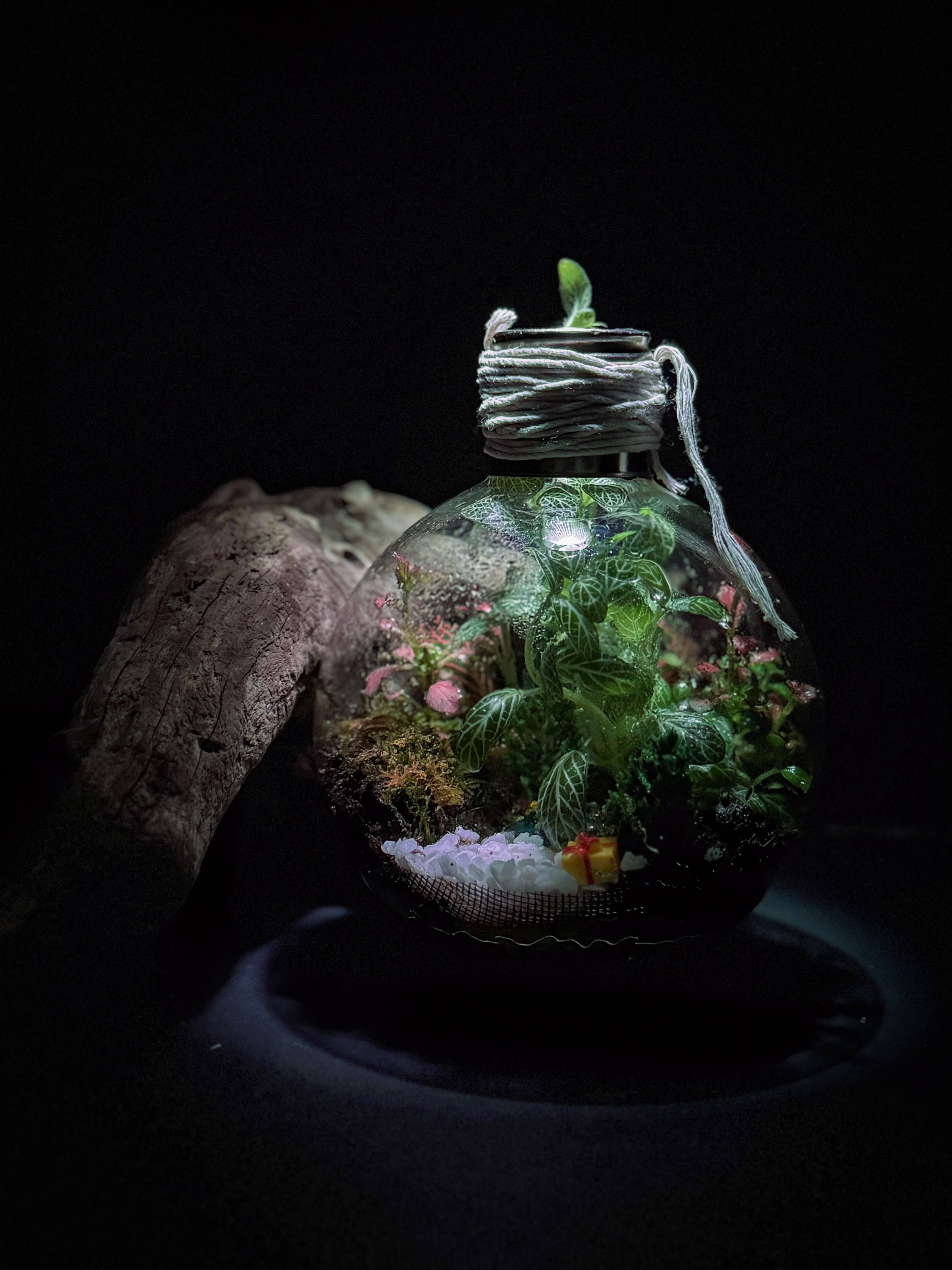 Round glass flask terrarium with rope detail, styled with driftwood