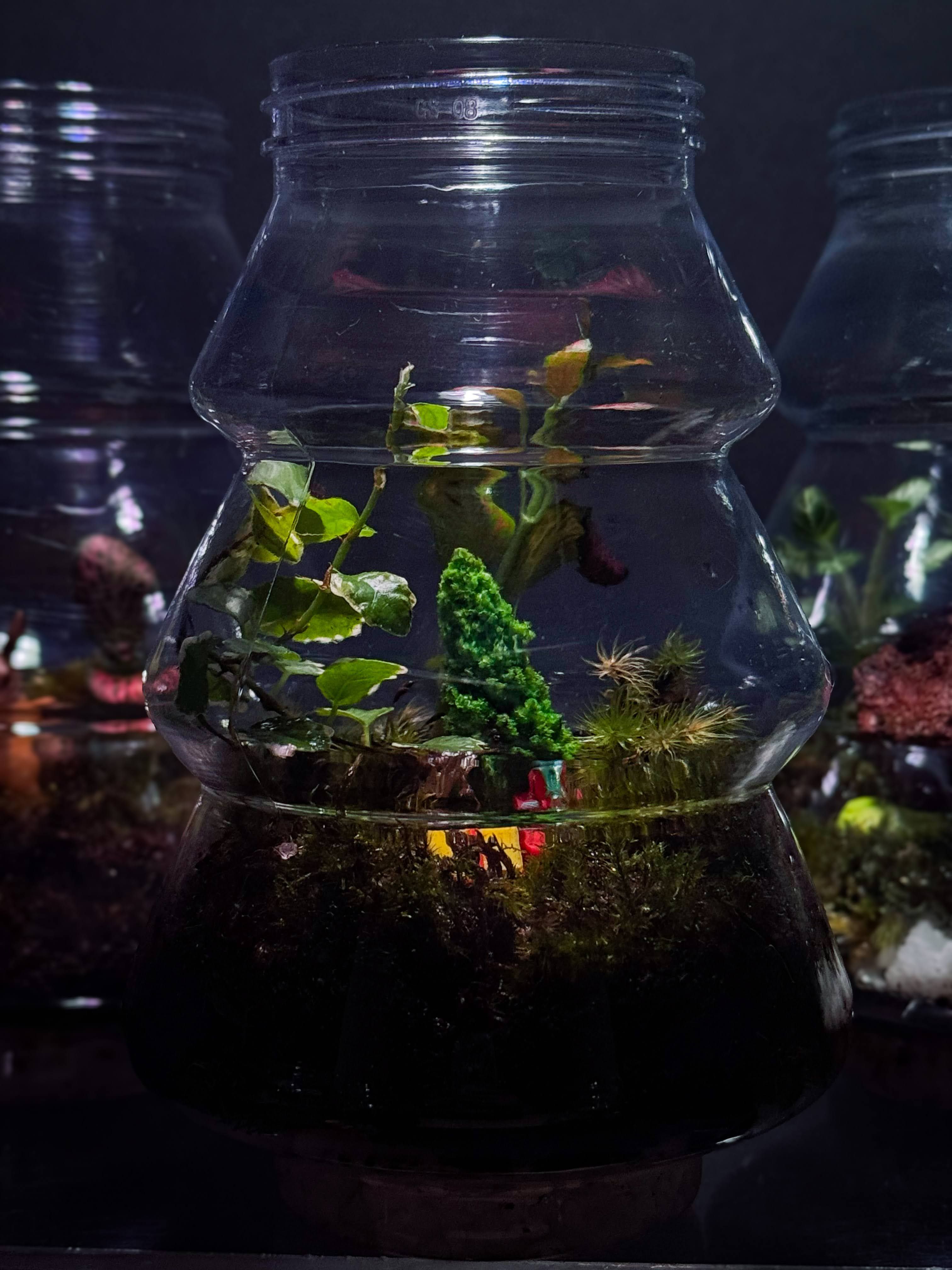 Lantern-shaped glass terrarium with multiple terrariums visible in the background
