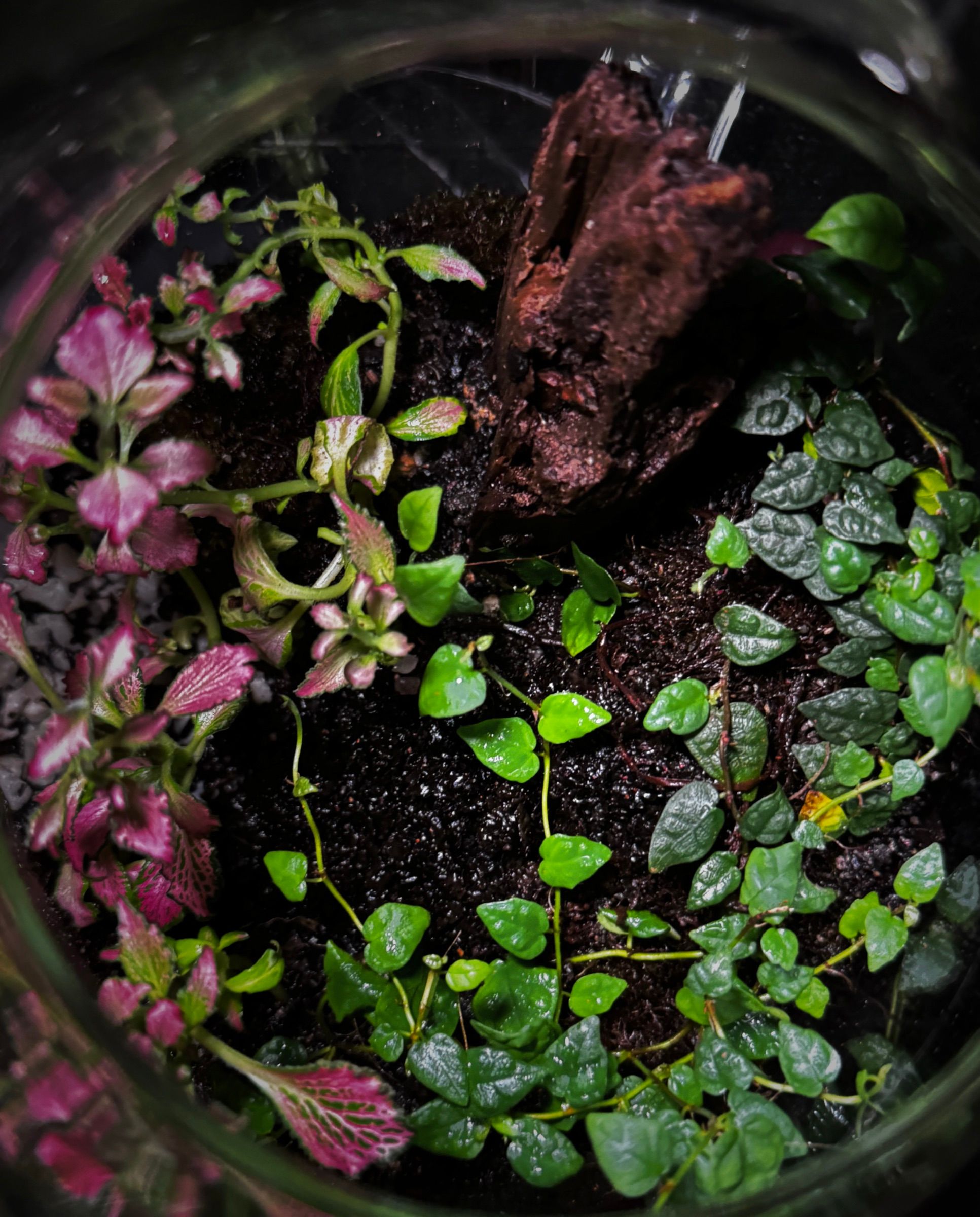 Looking down into a planted interior — fittonia, creeping fig and driftwood over dark substrate