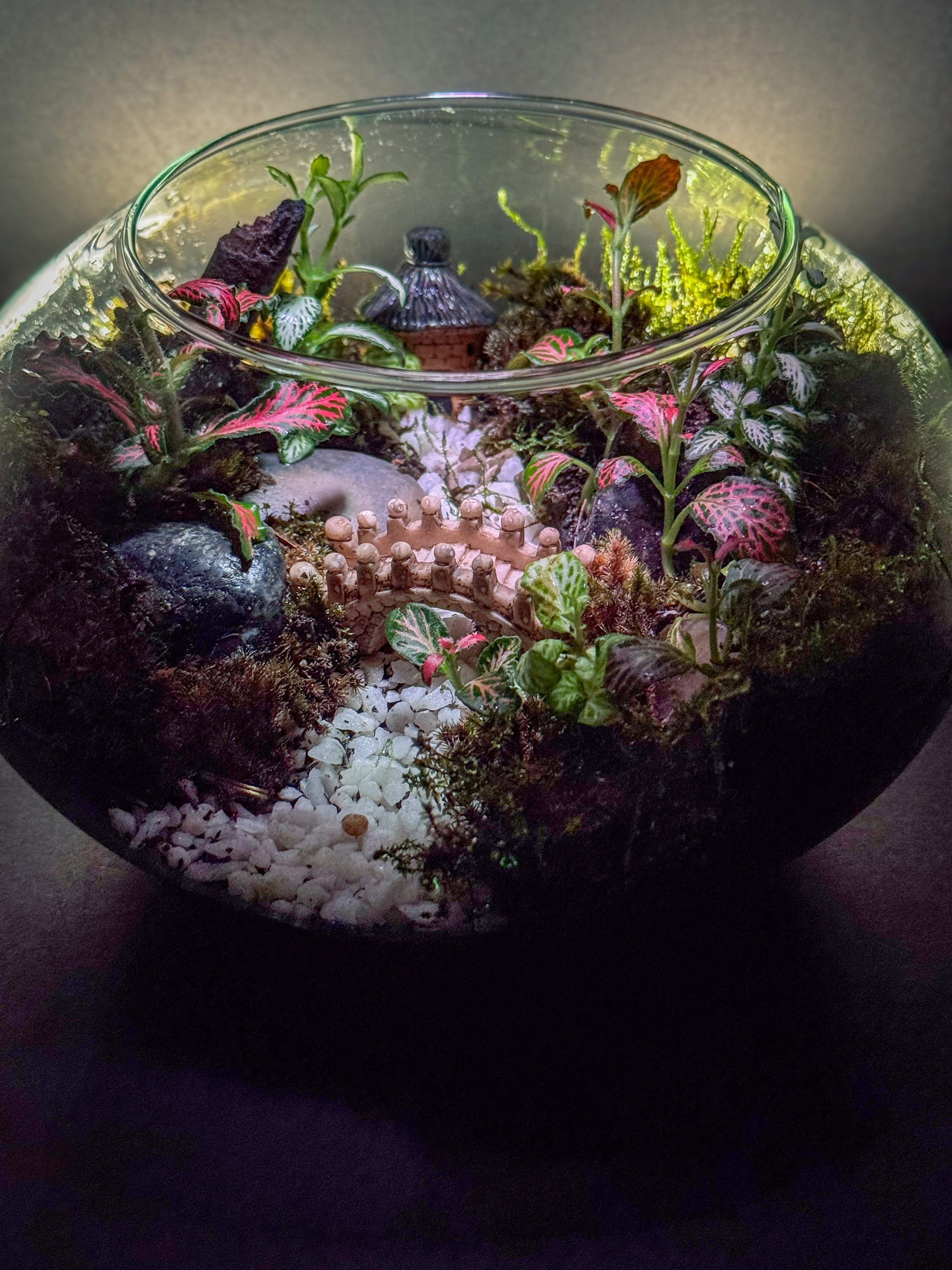 Richly planted medium fish bowl terrarium with pink fittonia, white pebbles, and miniature bridge