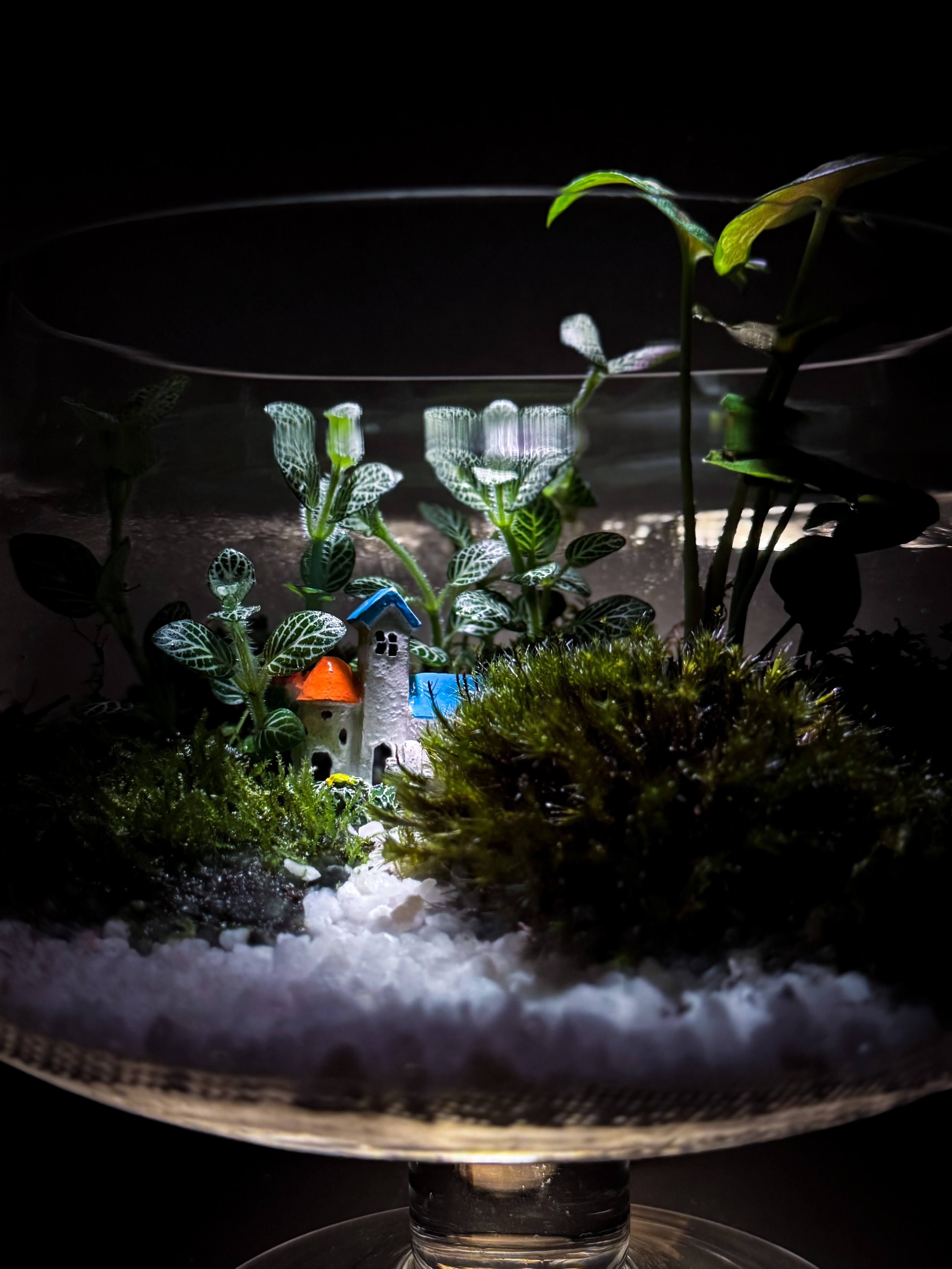 Stemmed glass bowl terrarium with miniature house figurine, fittonia, and white pebbles