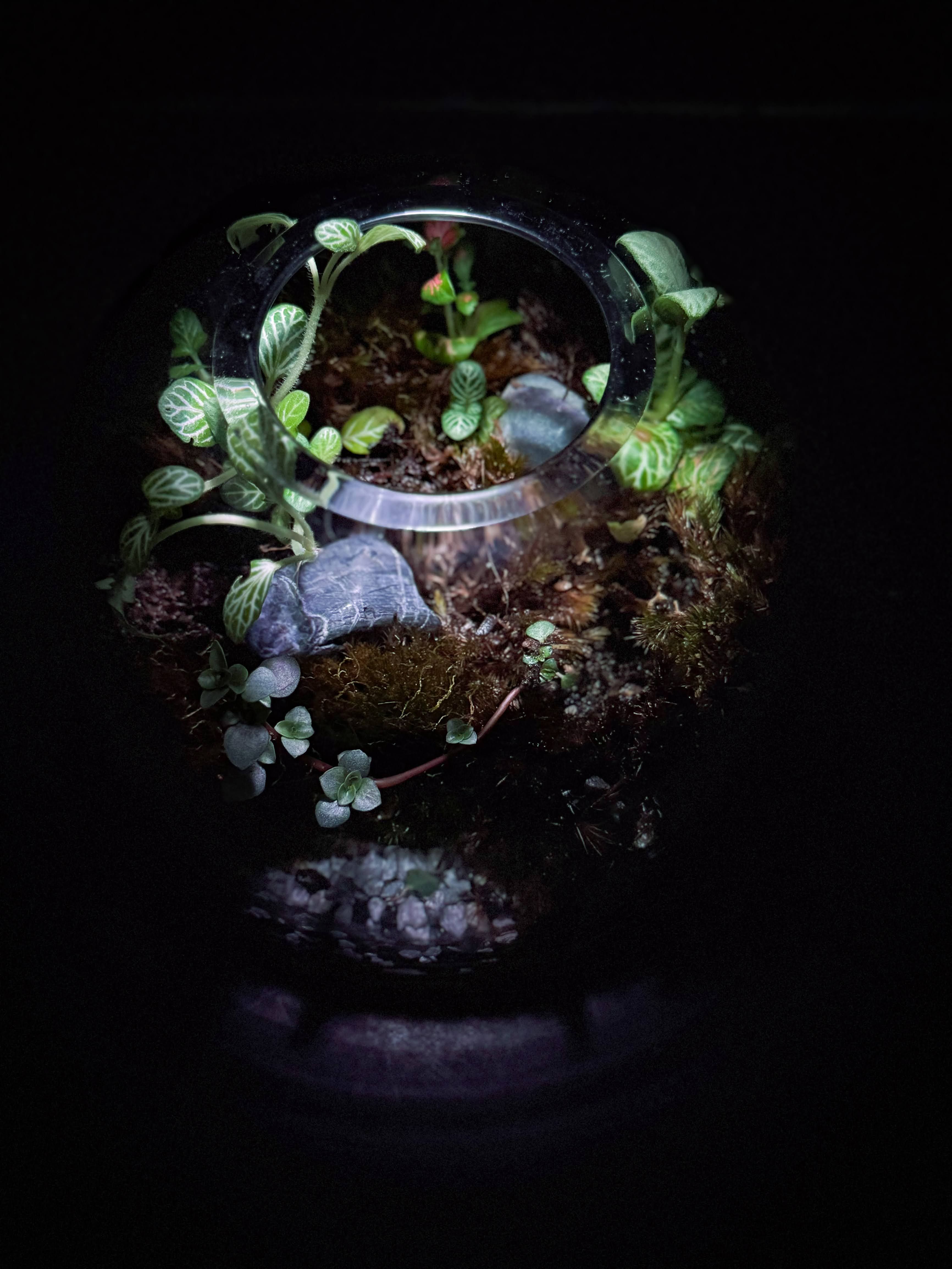 Top-down view into an open bowl terrarium showing fittonia and moss